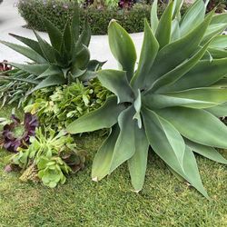 AGAVES And Aeoniums🪴