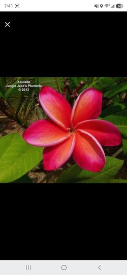Xquisite rooted potted plumeria 18" from soil line, 4 tips