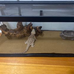 Bearded Dragon Cage