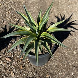 Agave