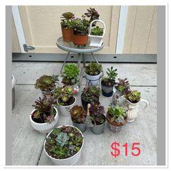 Succulents 
