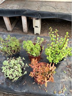 🌿 Plant Clearance Sale!