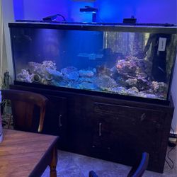 Fish Tank