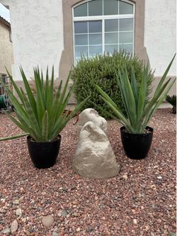 Agave plant in pot / both for $120 / sun or shade succulent desert plants patio garden home decor