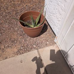 Aloe Vera plant and extra large pot