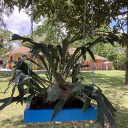 Beautiful Stag Horn Ferns/ With Hanging Cradle