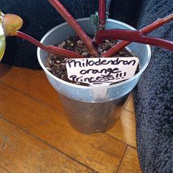 Philodendron Orange Princess