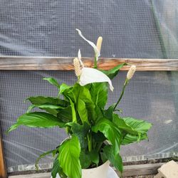 Peace Lily Plant 10" Pot 