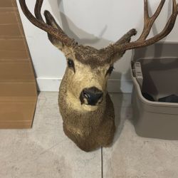 Real Deer Head 