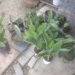 Guayaba, Chirimoya Plants All Kinds Etc