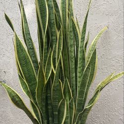Snake  plant alive and healthy ! 