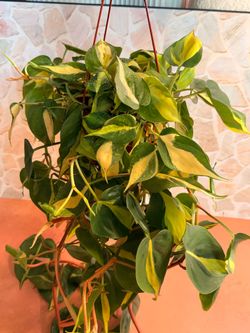 Philodendron Brazil Plant - 6inch