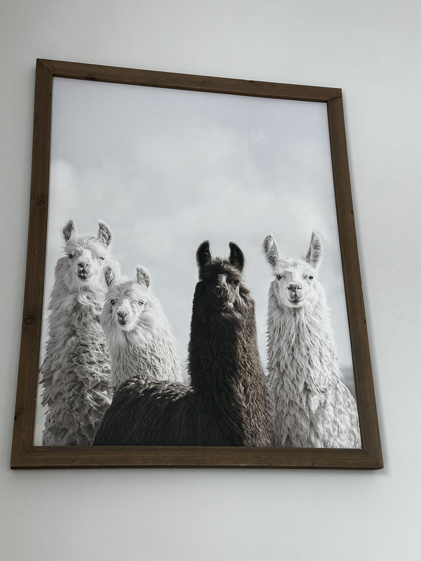 Llama Wall Art