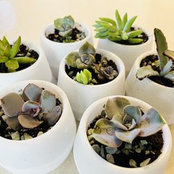 Adorable Potted Succulents With Drainage 