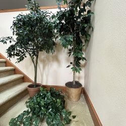 2 Ficus Trees And Greenery Plant 