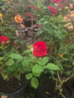 Rose Bush Sale