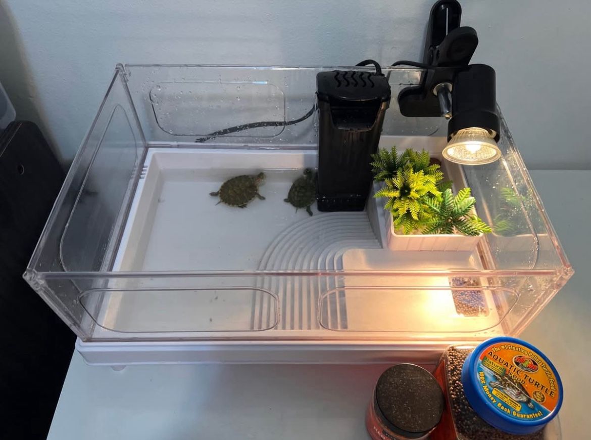 Tank, Heat Lamp, Filter, Food, Plants