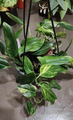 Monstera standleyana