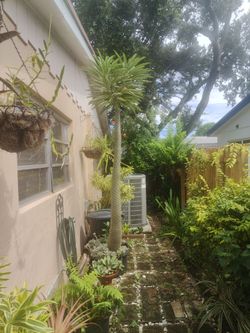 Madagascar Palm 9 to 10 foot tall