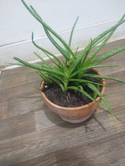 Aloe vera plants