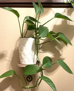 Philodendron  House Plant In Textured Ceramic Pot 5.5"H.