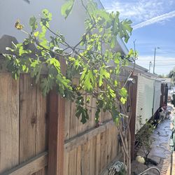 5 years old 7 .5 feet FIG Tree for sale in Granada hills for $100