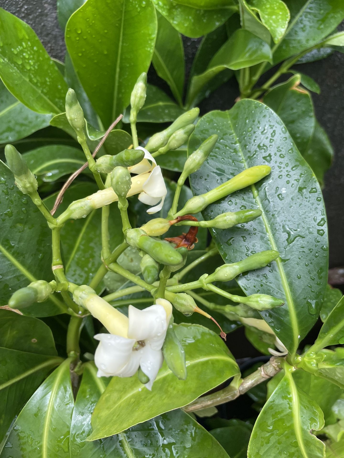 Puakenekene Plant Potted