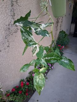 Variegated Syngonium Albo Plant $25