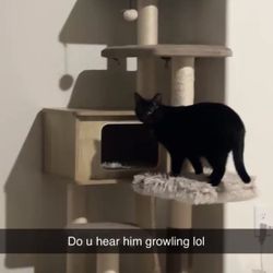 Cat Tower 