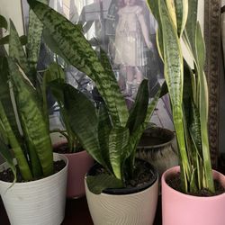 Snake/ Sansevieria Natural Plant