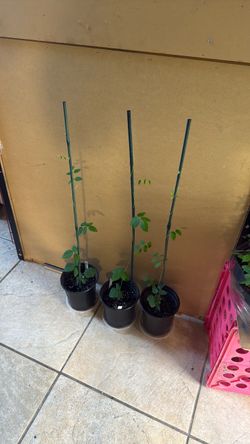 Butterfly Pea Vines