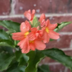 Corrasandra Aka Kanakambaram Firecracker Seed Plant 