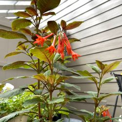 Upright Plant Fuchsia Firecracker, Gartenmeister . See All Pixs N