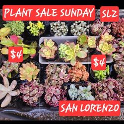 PLANT SALE $4 EACH. SUNDAY IN SAN LORENZO CHECK IT OUT