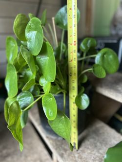 Pilea Chinese Money Plant 