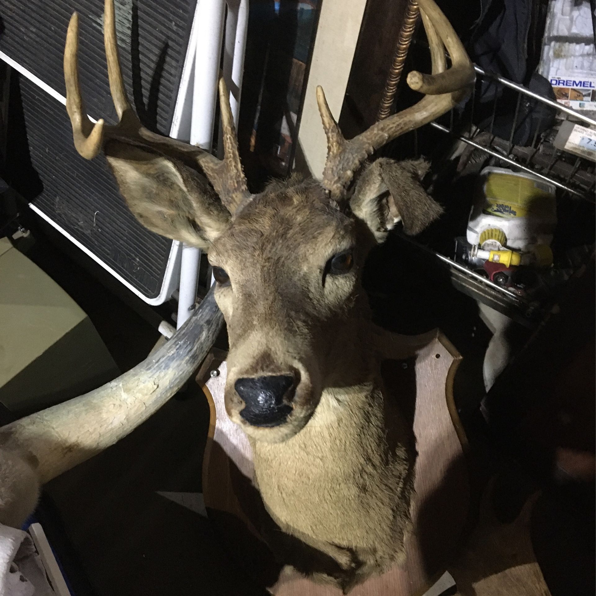 Deer Head 