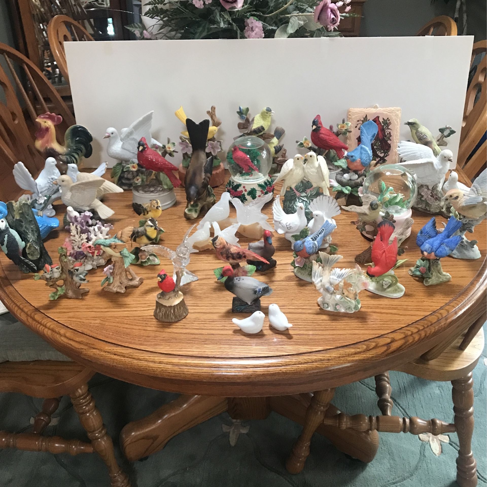 Beautiful Bird Collection 