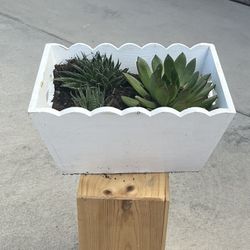 Succulent Pants 