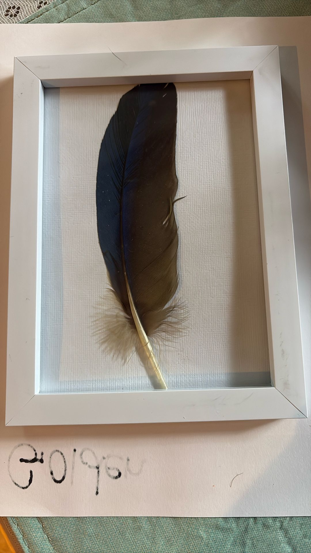 Scarlet Macaw Flight Feather