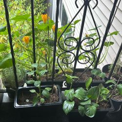 Set Of Plants
