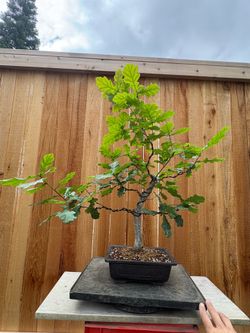 Oak tree bonsai