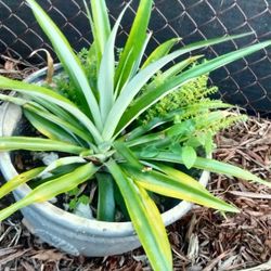$25 $45 $65 Potted Plants Prices Vary