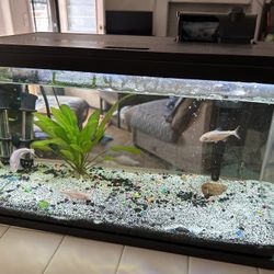 10 Gallon fish tank aquarium
