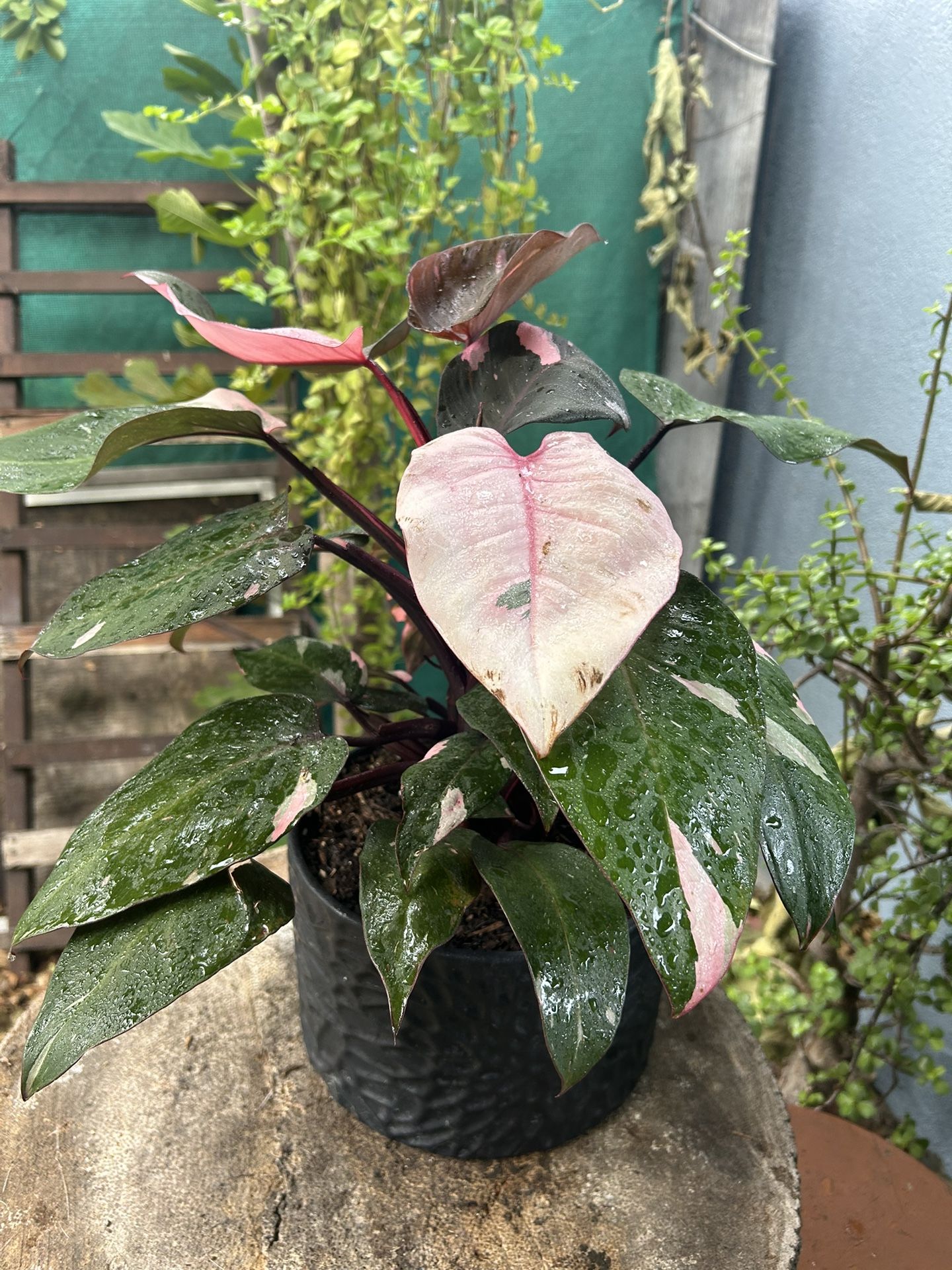 Plants Con Maceta De Cerámica Indoor