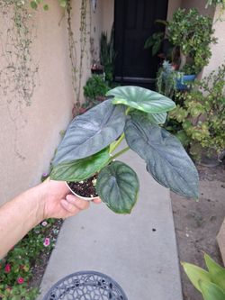 Alocasia Dragon Scale Plant $25