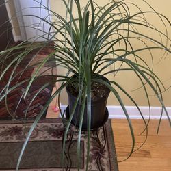 Ponytail Palm Plant in 10” Pot