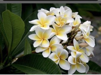 White Plumeria Plants “corpus”