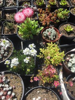 Rockery Plants Succulents