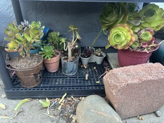 Different Size And Types Of Succulents