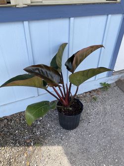 Philodendron Rojo Congo!